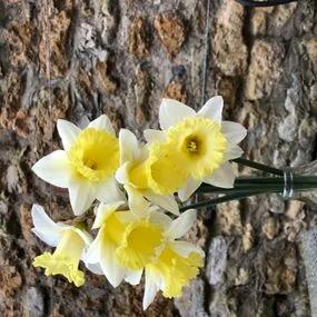 Las Vegas Daffodil (Narcissus Las Vegas) Img 2